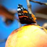 L'elegante Vanessa atalanta, riconoscibile dal fondo nero delle ali, su cui spiccano le macchie bianche e le bande rosso-arancio